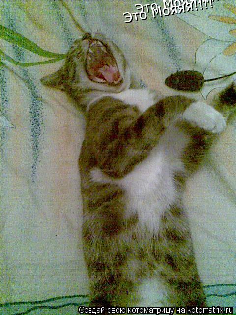 Котоматрица: Это Мояяя!!!! Это Мояяя!!!! Это Мояяя!!!!