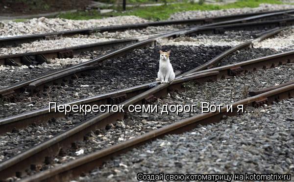 Котоматрица: Перекресток семи дорог. Вот и я...