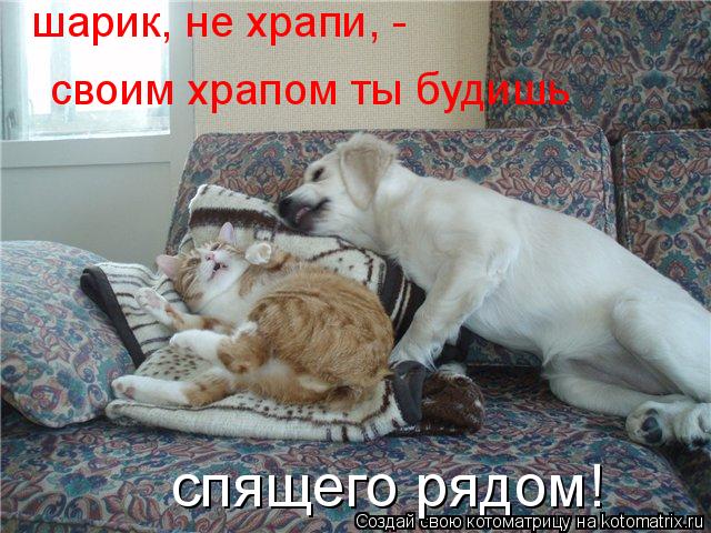 Котоматрица: шарик, не храпи, - своим храпом ты будишь спящего рядом!