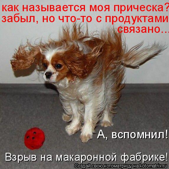 Котоматрица: как называется моя прическа?  забыл, но что-то с продуктами  связано... А, вспомнил! Взрыв на макаронной фабрике!