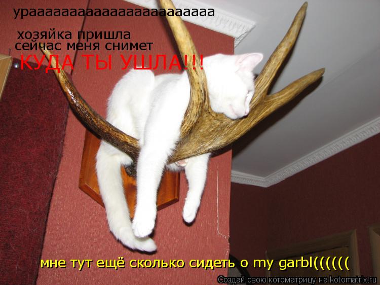 Котоматрица: урааааааааааааааааааааааа хозяйка пришла сейчас меня снимет КУДА ТЫ УШЛА!!! мне тут ещё сколько сидеть o my garbl((((((