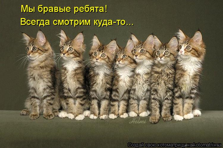 Котоматрица: Мы бравые ребята! Всегда смотрим куда-то...