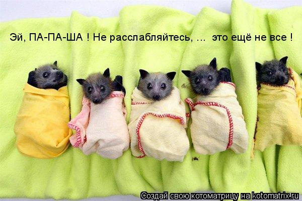 Котоматрица: Эй, ПА-ПА-ША ! Не расслабляйтесь, ...  это ещё не все !