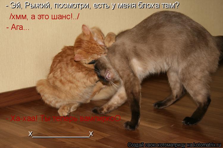 Котоматрица: - Эй, Рыжий, посмотри, есть у меня блоха там? /хмм, а это шанс!../ - Ага... - Ха-хаа! Ты теперь вампиркоО х_____________х