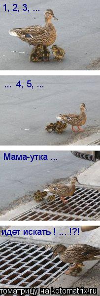 Котоматрица: 1, 2, 3, ...  ...  4, 5, ... Мама-утка ...  идет искать ! ... !?!