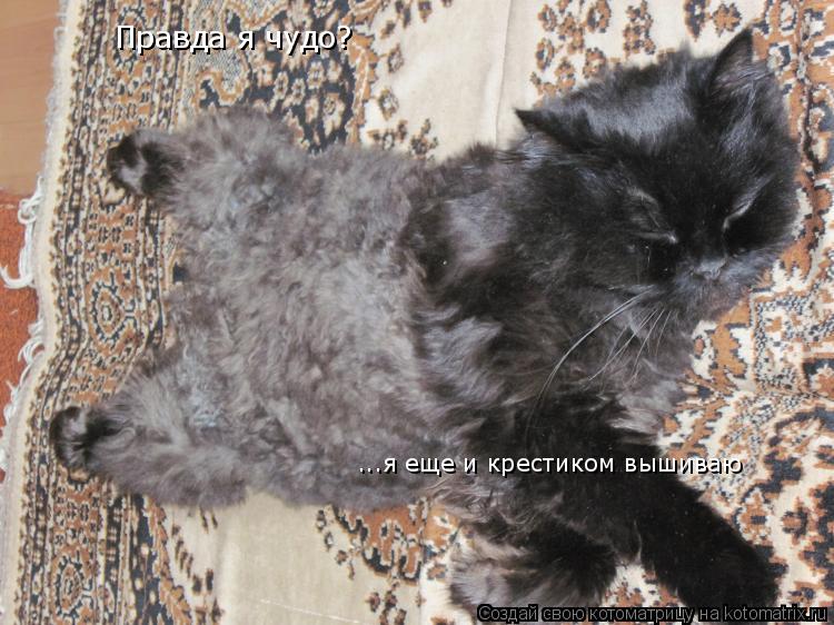 Котоматрица: Правда я чудо? ...я еще и крестиком вышиваю