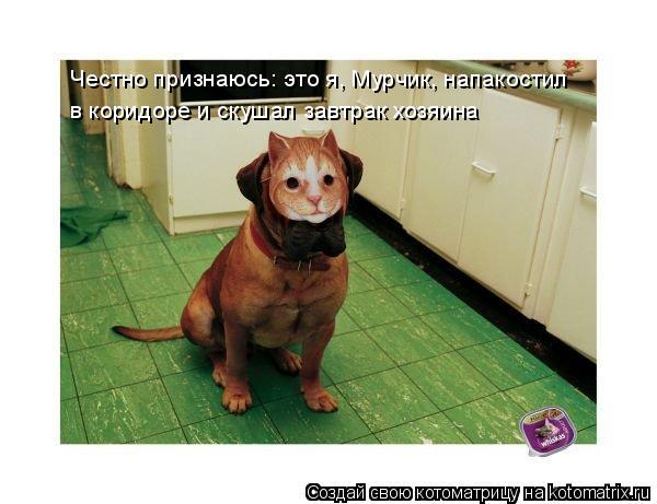 Честно признаюсь: это я, Мурчик, напакостил в коридоре и скушал завтрак хозяина... Котоматрица: Честно признаюсь: это я, Мурчик, напакостил в коридоре и скушал завтрак хозяина