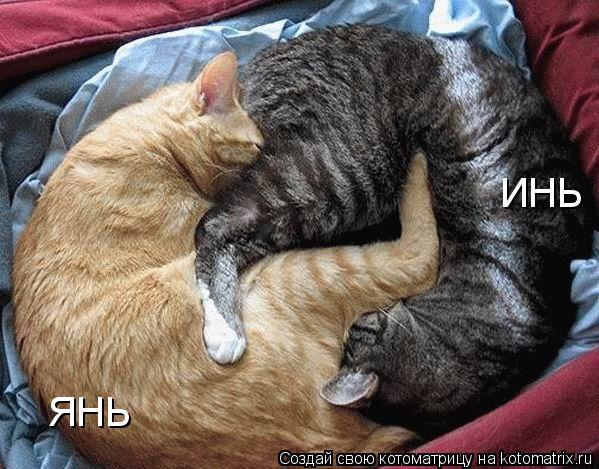 Котоматрица: ИНЬ ЯНЬ
