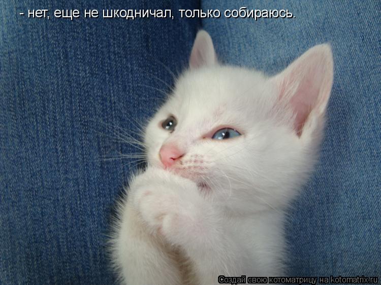 - нет, еще не шкодничал, только собираюсь.... Котоматрица: - нет, еще не шкодничал, только собираюсь.