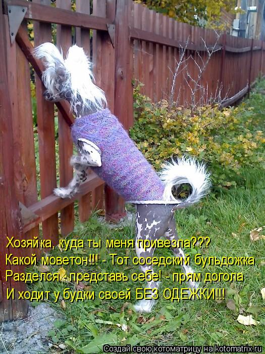 Хозяйка, куда ты меня привезла??? Какой моветон!!! - Тот соседский бульдожка Разделся - представь себ... Котоматрица: Хозяйка, куда ты меня привезла??? Какой моветон!!! - Тот соседский бульдожка Разделся - представь себе! - прям догола И ходит у будки своей БЕЗ О