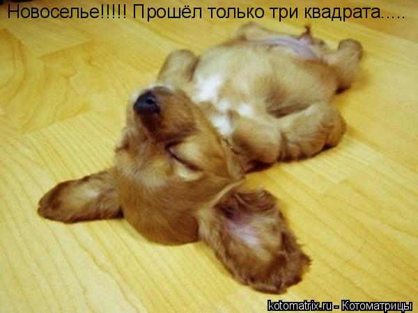 Новоселье!!!!! Прошёл только три квадрата........ Котоматрица: Новоселье!!!!! Прошёл только три квадрата.....
