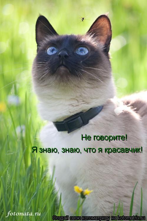 Не говорите! Я знаю, знаю, что я красавчик!... Котоматрица: Не говорите! Я знаю, знаю, что я красавчик!
