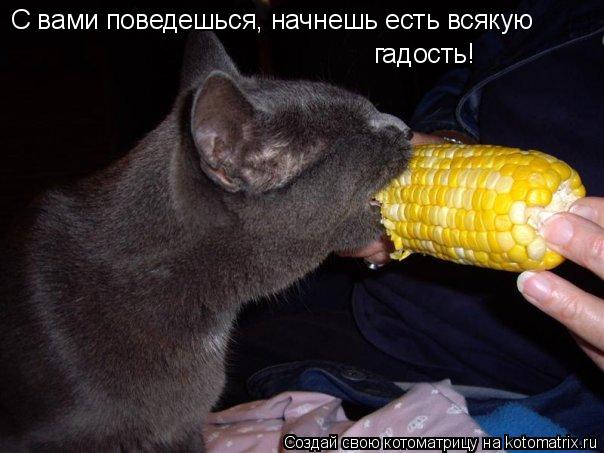 С вами поведешься, начнешь есть всякую гадость!... Котоматрица: С вами поведешься, начнешь есть всякую гадость!