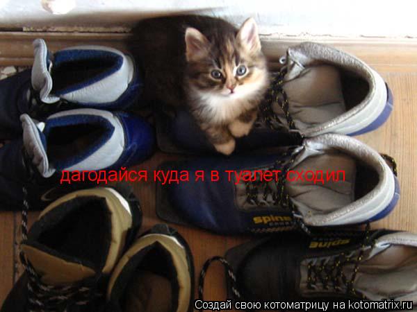 дагодайся куда я в туалет сходил... Котоматрица: дагодайся куда я в туалет сходил