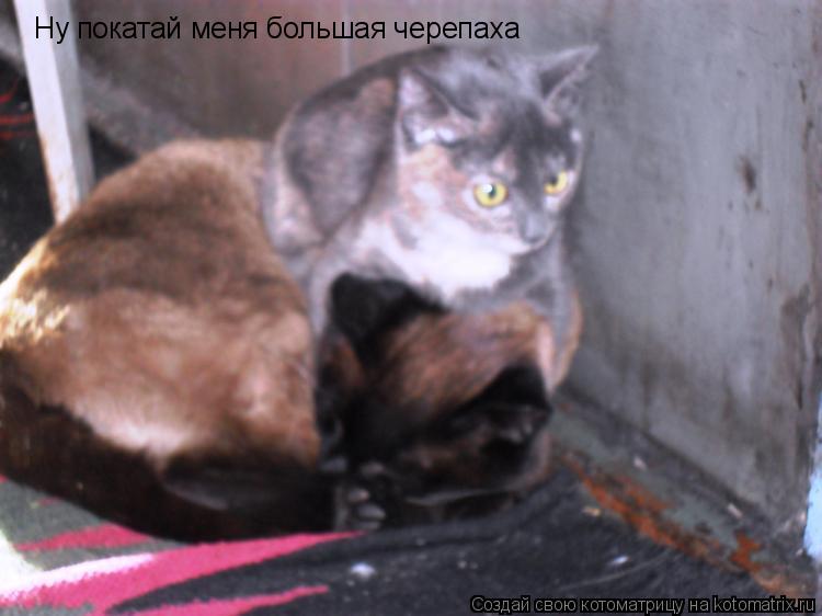 Ну покатай меня большая черепаха... Котоматрица: Ну покатай меня большая черепаха