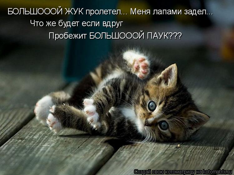 Котоматрица: БОЛЬШОООЙ ЖУК пролетел... Меня лапами задел...  БОЛЬШОООЙ ЖУК пролетел... Меня лапами задел...  Что же будет если вдруг    Пробежит БОЛЬШОООЙ ПАУ