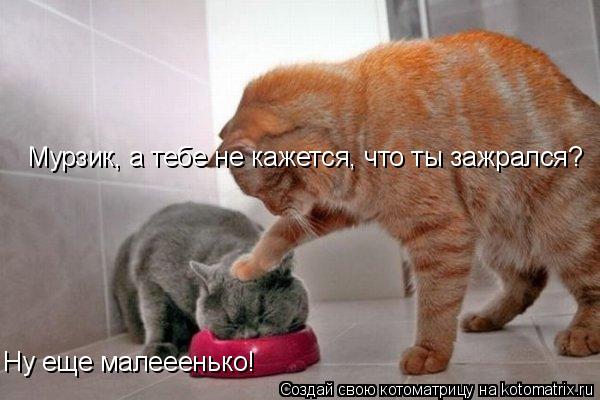 Ну еще малееенько! Мурзик, а тебе не кажется, что ты зажрался?... Котоматрица: Ну еще малееенько! Мурзик, а тебе не кажется, что ты зажрался?