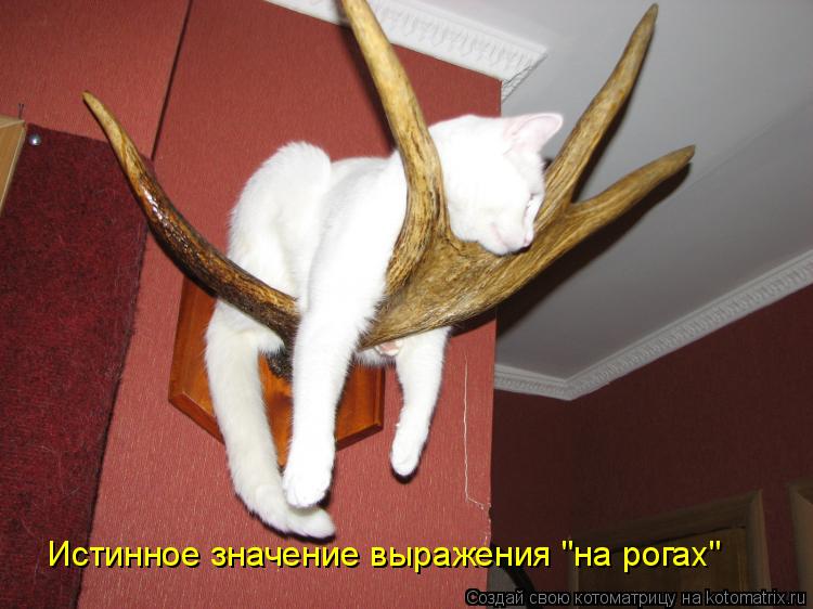 Истинное значение выражения "на рогах"... Котоматрица: Истинное значение выражения "на рогах"