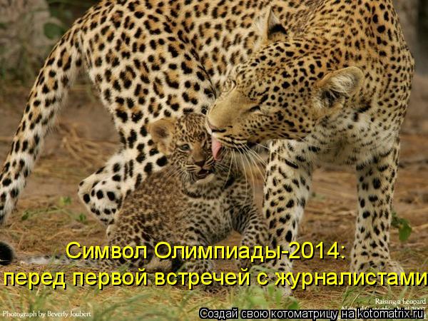 Символ Олимпиады-2014: перед первой встречей с журналистами... Котоматрица: Символ Олимпиады-2014: перед первой встречей с журналистами
