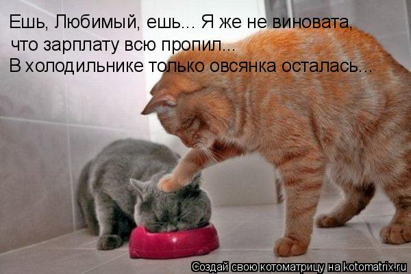 Ешь, Любимый, ешь... Я же не виновата, что зарплату всю пропил... В холодильнике только овсянка оста... Котоматрица: Ешь, Любимый, ешь... Я же не виновата, что зарплату всю пропил... В холодильнике только овсянка осталась...