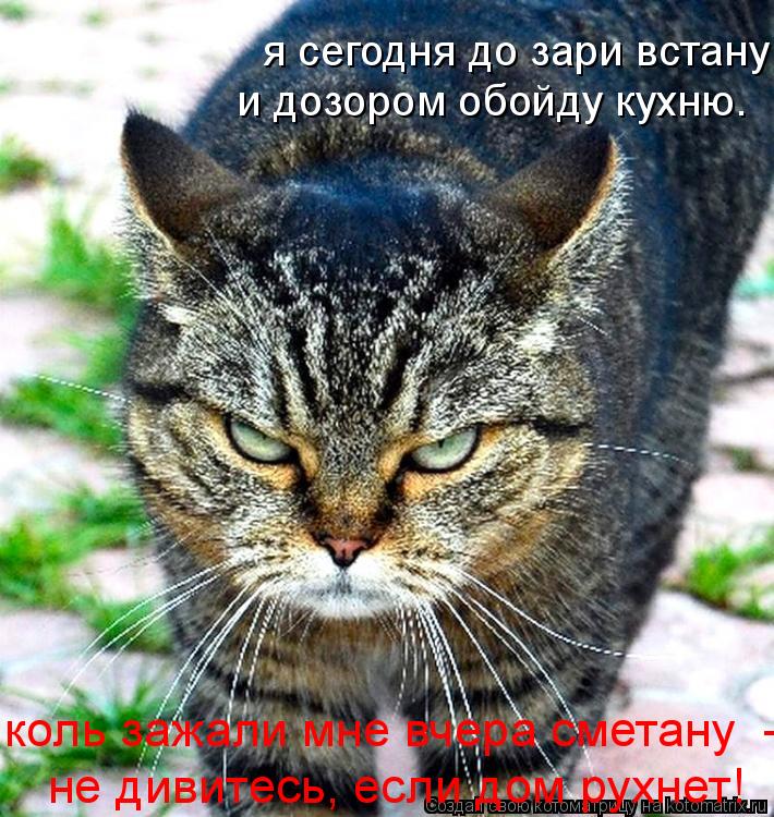 я сегодня до зари встану и дозором обойду кухню. коль зажали мне вчера сметану - не дивитесь, если ... Котоматрица: я сегодня до зари встану и дозором обойду кухню. коль зажали мне вчера сметану - не дивитесь, если дом рухнет!