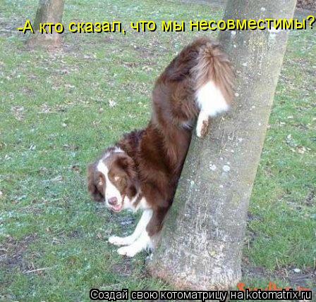 -А кто сказал, что мы несовместимы?... Котоматрица: -А кто сказал, что мы несовместимы?
