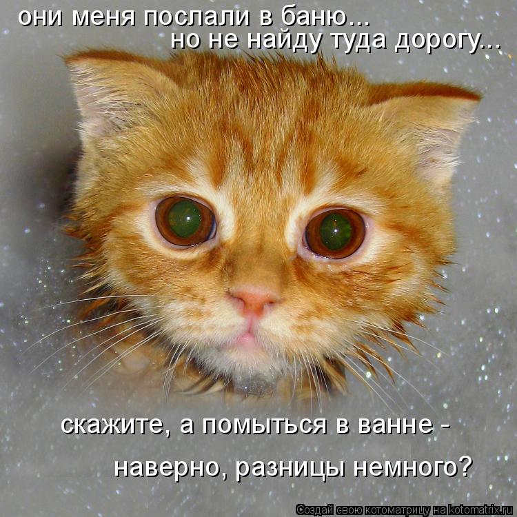 они меня послали в баню... но не найду туда дорогу... скажите, а помыться в ванне - наверно, разницы... Котоматрица: они меня послали в баню... но не найду туда дорогу... скажите, а помыться в ванне - наверно, разницы немного?