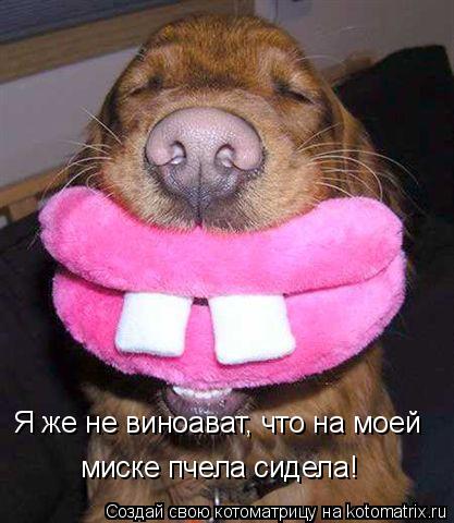 Я же не виноават, что на моей миске пчела сидела!... Котоматрица: Я же не виноават, что на моей миске пчела сидела!