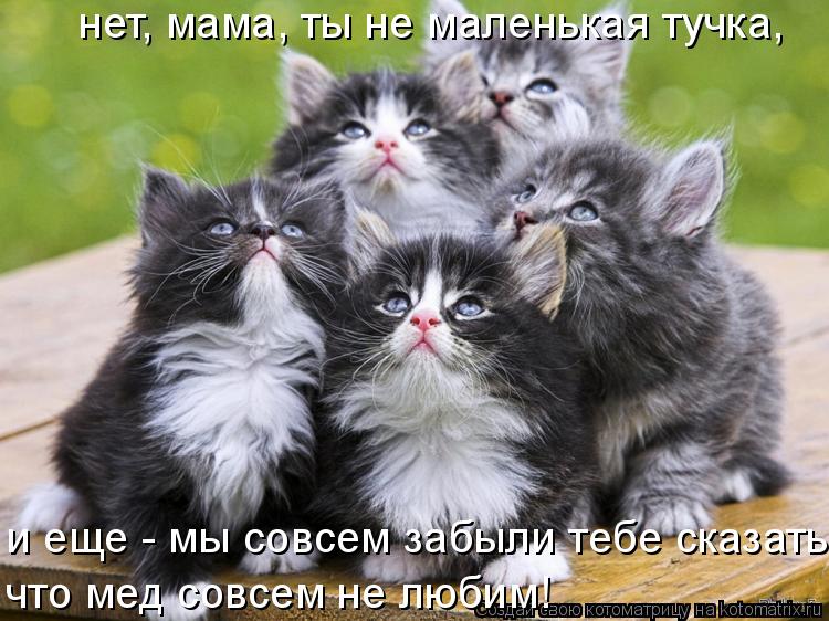 нет, мама, ты не маленькая тучка, и еще - мы совсем забыли тебе сказать, что мед совсем не любим!... Котоматрица: нет, мама, ты не маленькая тучка, и еще - мы совсем забыли тебе сказать, что мед совсем не любим!