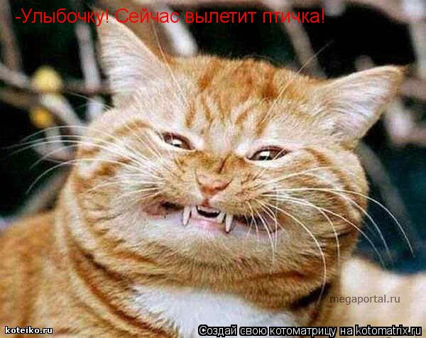-Улыбочку! Сейчас вылетит птичка!... Котоматрица: -Улыбочку! Сейчас вылетит птичка!