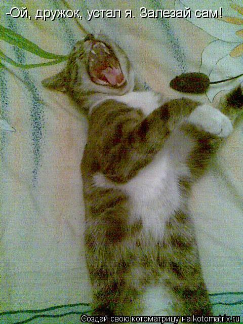 Котоматрица: -Ой, дружок, устал я. Залезай сам!
