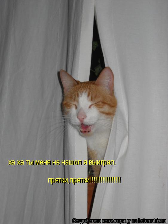 Котоматрица: ха ха ты меня не нашол я выиграл.  прятки,прятки!!!!!!!!!!!!!!!!!