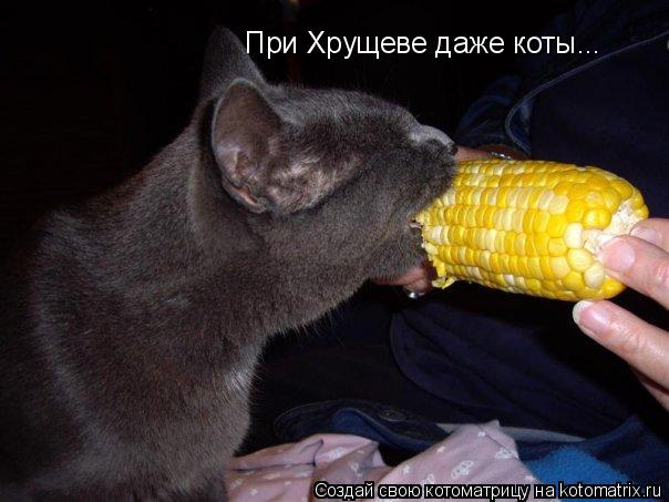 Котоматрица: При Хрущеве даже коты...