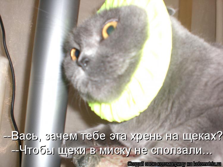 Котоматрица: --Чтобы щеки в миску не сползали... --Вась, зачем тебе эта хрень на щеках?