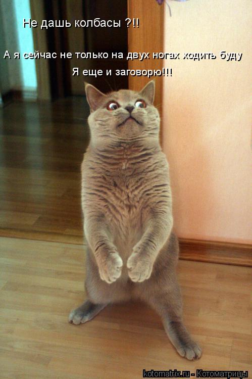 Котоматрица: Не дашь колбасы ?!! А я сейчас не только на двух ногах ходить буду Я еще и заговорю!!!