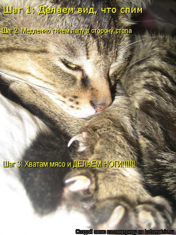 Котоматрица: Шаг 1: Делаем вид, что спим Шаг 2: Медленно тянем лапу в сторону стола Шаг 3: Хватам мясо и ДЕЛАЕМ НОГИ!!!!!!!