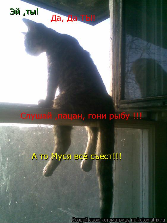 Котоматрица: Эй ,ты! Да, Да ТЫ! Слушай ,пацан, гони рыбу !!! А то Муся всё съест!!!