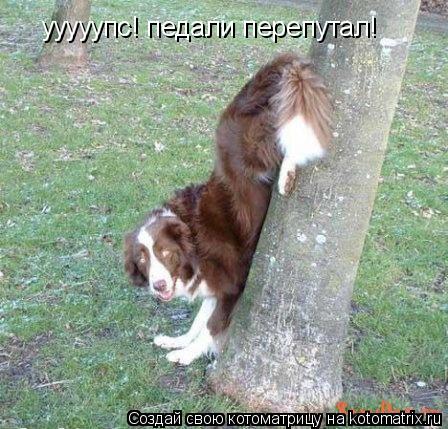 Котоматрица: ууууупс! педали перепутал!