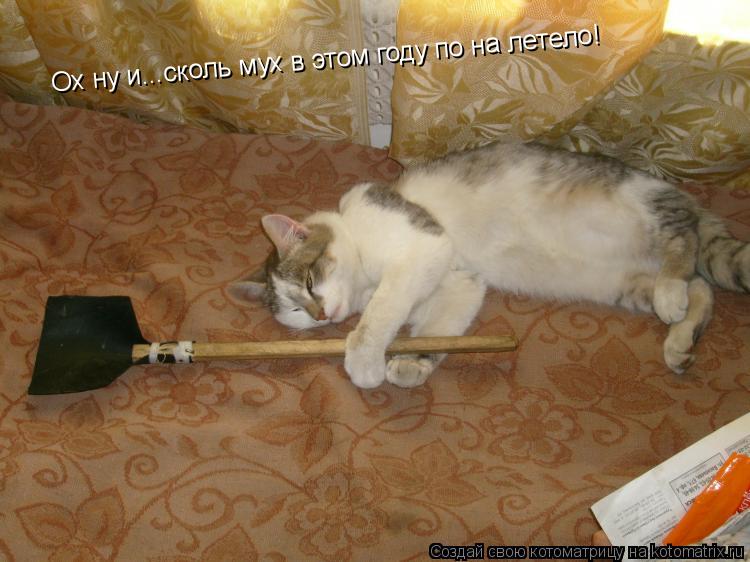 Котоматрица: Ох ну и...сколь мух в этом году по на летело!