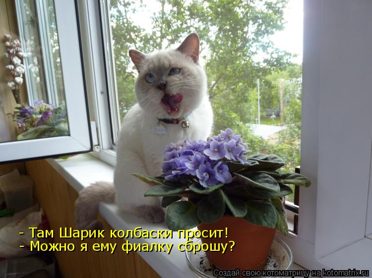Котоматрица: - Там Шарик колбаски просит! - Можно я ему фиалку сброшу?