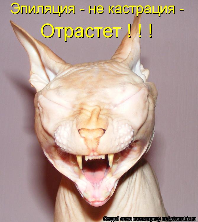 Котоматрица: Эпиляция - не кастрация - Отрастет ! ! !