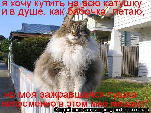 Котоматрица: я хочу кутить на всю катушку и в душе, как бабочка, летаю,  но моя зажравшаяся тушка непременно в этом мне мешает!