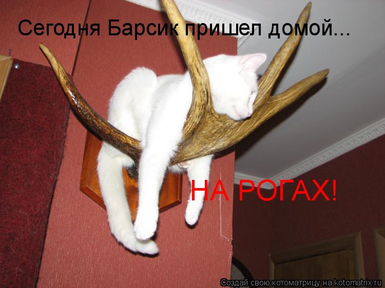 НА РОГАХ! Сегодня Барсик пришел домой...... Котоматрица: НА РОГАХ! Сегодня Барсик пришел домой...