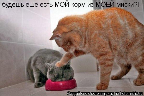 Котоматрица: будешь ещё есть МОЙ корм из МОЕЙ миски?!