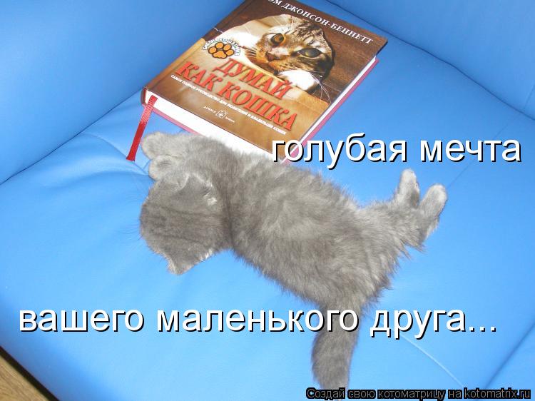 голубая мечта вашего маленького друга...... Котоматрица: голубая мечта вашего маленького друга...