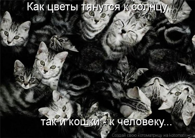 Как цветы тянутся к солнцу, так и кошки - к человеку...... Котоматрица: Как цветы тянутся к солнцу, так и кошки - к человеку...