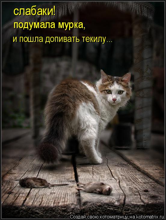 cлабаки! подумала мурка, и пошла допивать текилу...... Котоматрица: cлабаки! подумала мурка, и пошла допивать текилу...