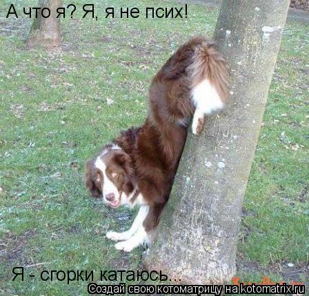 А что я? Я, я не псих! Я - сгорки катаюсь...... Котоматрица: А что я? Я, я не псих! Я - сгорки катаюсь...