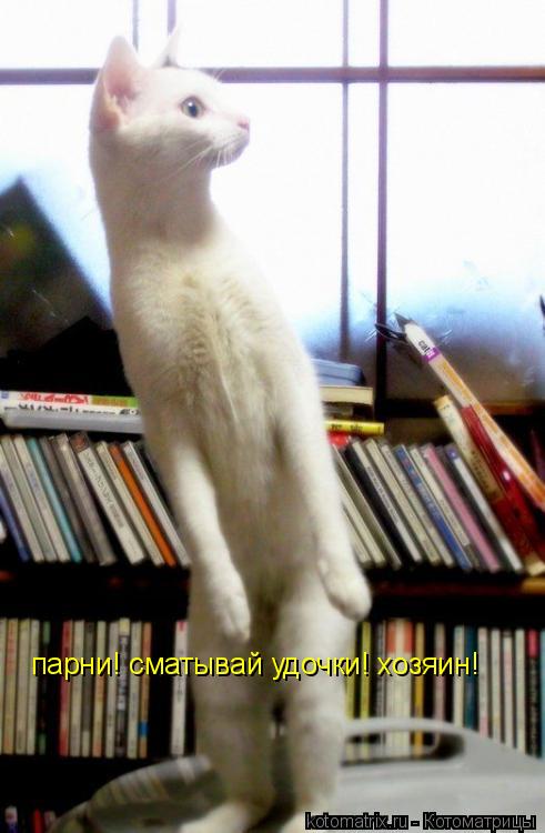 парни! сматывай удочки! хозяин!... Котоматрица: парни! сматывай удочки! хозяин!