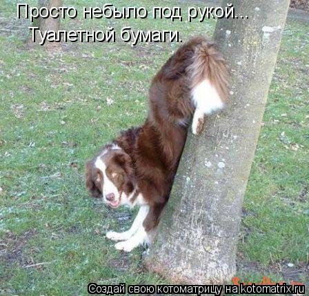 Просто небыло под рукой... Туалетной бумаги.... Котоматрица: Просто небыло под рукой... Туалетной бумаги.